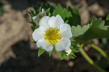 Nahaufnahme einer Erdbeerblüte