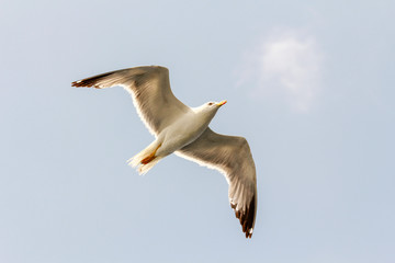 open gull with wings