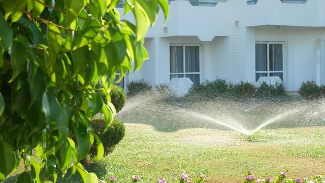 Sprinkle sprays water on green grass in garden on white house background at sunny day