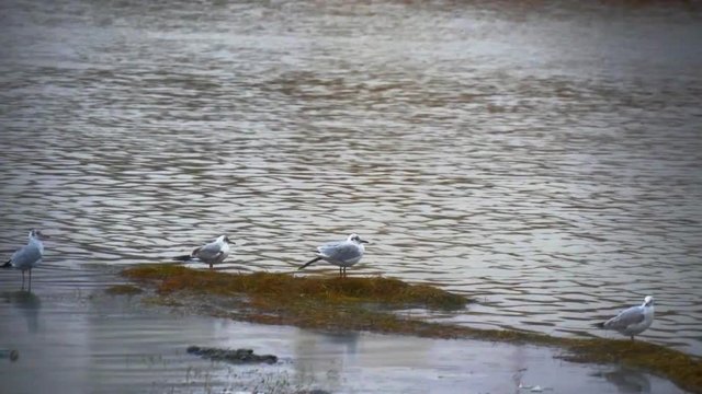 2 seaguls on the beach, park background