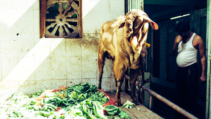 A goat is chained to the wall with lettuce around him in a market in Mumbai