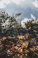 Autumn leaves near lake surface water. Lakeside view. Reflection on the lake. Autumn fallen leaves on the lakeside. 