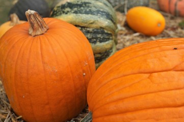 Kürbisse
