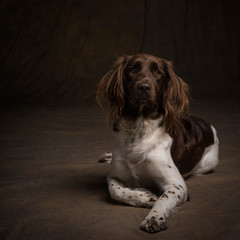 Portrait of a female small munsterlander dog, heidewachtel, lying down on brown background