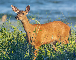 wary deer in the backyard at the beach