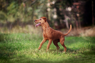 Red Dog runs and plays on the green grass. Irish terrier. - 236349807