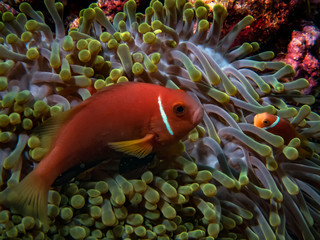 The Maldives Anemonefish (Amphiprion nigripes) is often found in beautifully coloured anemones...