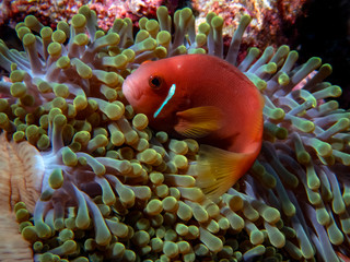 The Maldives Anemonefish (Amphiprion nigripes) is often found in beautifully coloured anemones...