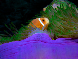 The Maldives Anemonefish (Amphiprion nigripes) is often found in beautifully coloured anemones...
