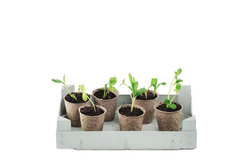 Young plants in pots isolated on white background