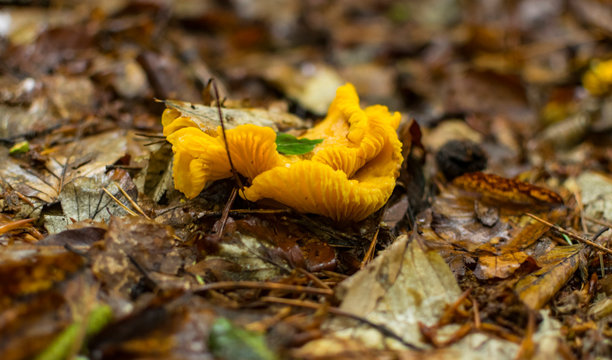 Yellow chanterelle mushrooms in forest