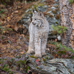 Obraz premium Canada Lynx Kitten