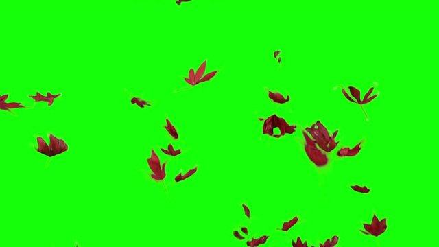 Real falling maple leaves, 10x slow motion, Autumn leaves, red leaves, isolated, choma key, transition, alpha channel. You can use clip for video-transition. Version 2: short