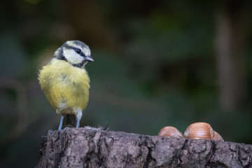 blue tit and great tit on tree stump