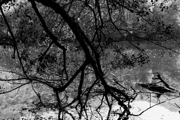 Tree branches hanging over the lake. Autumn scene. Black and white photo
