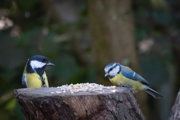 blue tit and great tit on tree stump