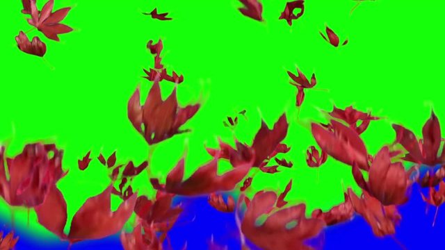 Real falling maple leaves, 10x slow motion, autumn leaves, red leaves, isolated, choma key, transition, alpha channel. You can use clip for video-transition. Version 1: long 