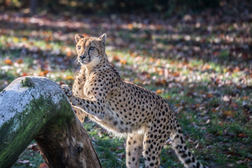 Cheetah scratching on tree stump sharpening claws in early morning sunrise