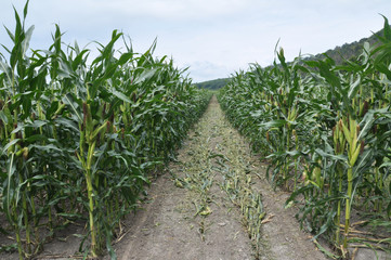 Naklejka premium Corn after removing panicles on the maternal line