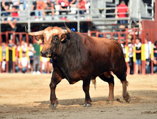 toro tipico español