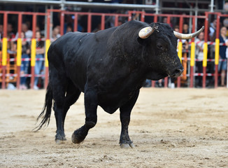 toro tipico español