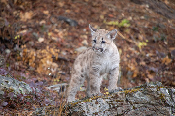 Mountain Lion Cub