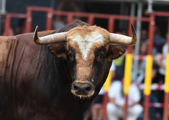 toro tipico español