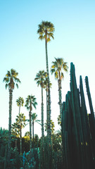 Majorelle gardens and cactus plants in Marrakech