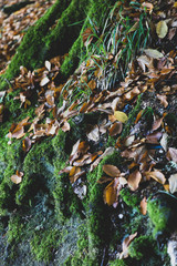 Tree root covered with moss, forest in autumn, autumn leaves. Close up photo