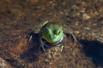 Green frog inside water
