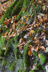 Tree root covered with moss, forest in autumn, autumn leaves. Close up photo