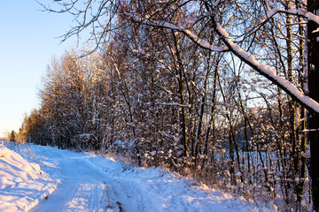 Nature, landscape, walking concept-beautiful winter landscape with snow-covered trees under sunlight at sunset. Snowy road in the winter forest, snowy spruce, sunny winter day. Winter background