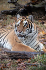 Siberian Tiger in the Fall