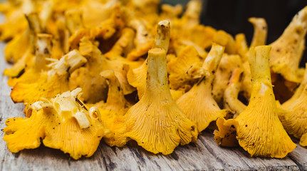 Yellow chanterelle mushrooms (Cantharellus cibarius) on wooden table