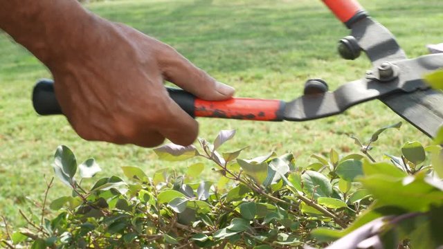 Gardener cutting a bush with green leaves