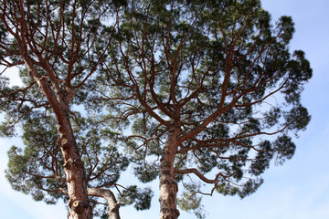 Old Pinea in Italy. Rome 