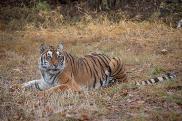 Fototapeta na wymiar Siberian Tiger in the Fall