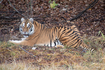 Siberian Tiger in the Fall