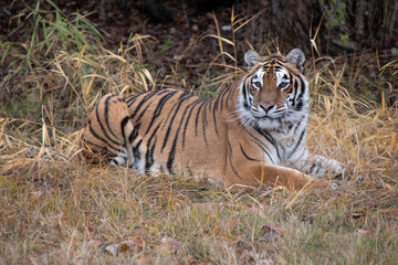 Fototapeta na wymiar Siberian Tiger in the Fall
