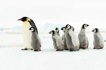 Emperor Penguin with chicks
