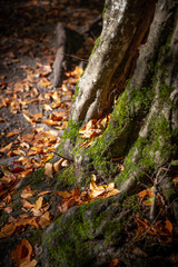 Fallen leaves and moss on a tree. 