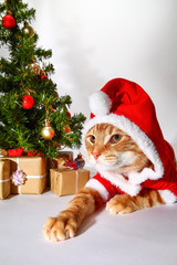 Mackerel tabby kitten wearing a santa claus outfit posing at the side of a christmas tree and xmas presents