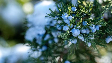 Beautiful bush of a juniper with berries