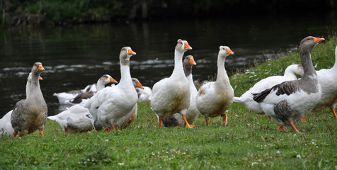 Domestic geese on the river bank