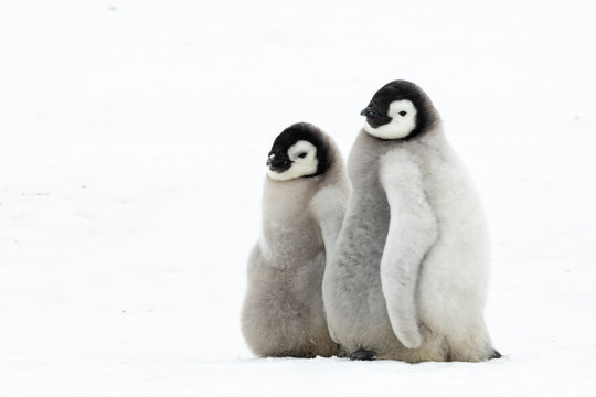 Emperor Penguins chiks