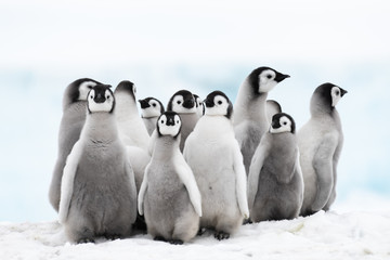 Emperor Penguins chiks - obrazy, fototapety, plakaty