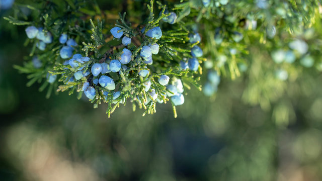 Beautiful bush of a juniper with berries