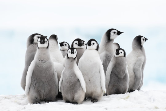 Emperor Penguins chiks