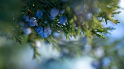 Beautiful bush of a juniper with berries
