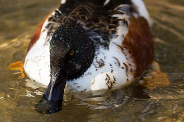Beautiful Male Northern  shoveler  (Spatula clypeata) in Wisconsin near lake Michigan